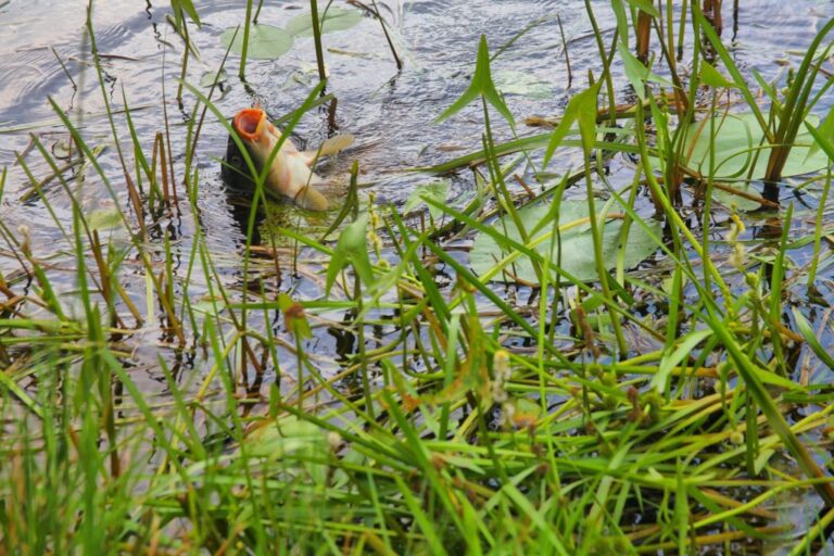 zivs4 1024x683 1 768x512